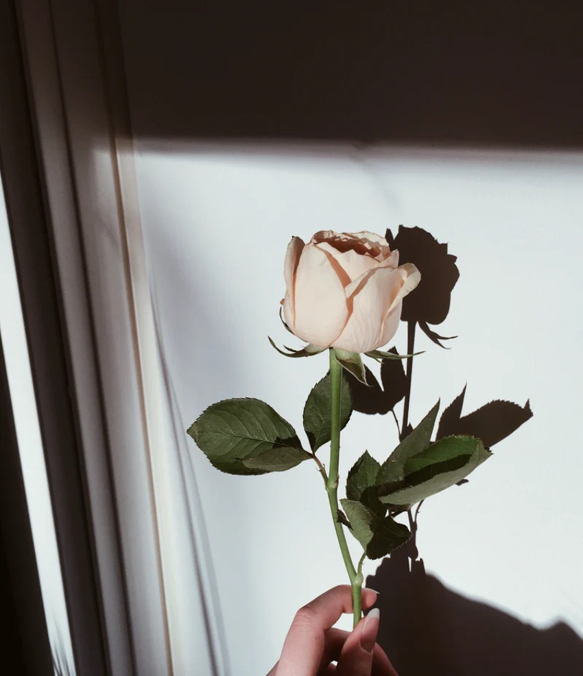 bela ruža