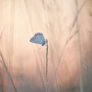 klimakterični dnevnik