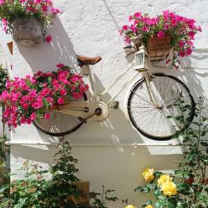 zaštita biljaka tokom vrućine soc