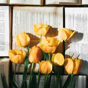 kulturna dešavanja za novembar 2023.