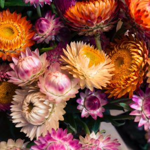 najlepše cveće za dvorište