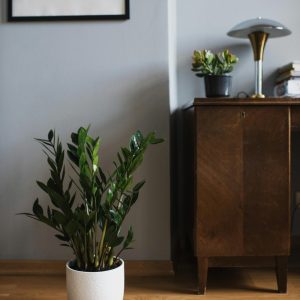 Kućne biljke koje podnose vrućinu