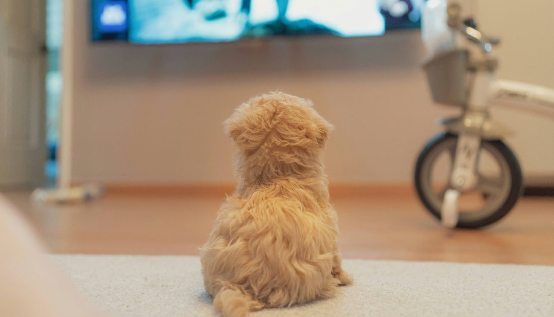pas gleda TV
